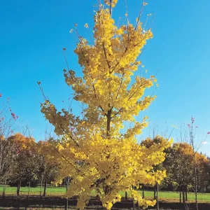 Ginkgo Biloba (Maidenhair)Tree in Quart Pot 18' Heigh - Image 1