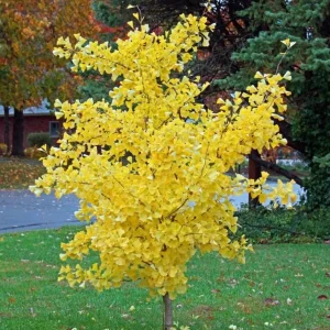 Ginkgo Biloba Tree Live Plant – Maidenhair Tree – Quart Pot – 6-12 inches Tall – Outdoor - Image 3