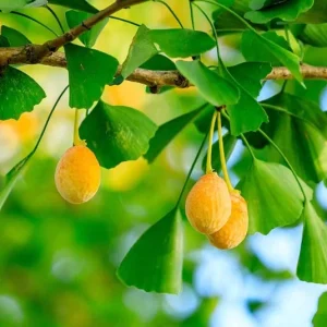 Ginkgo Biloba Tree Live Plant – Maidenhair Tree – Quart Pot – 6-12 inches Tall – Outdoor - Image 4