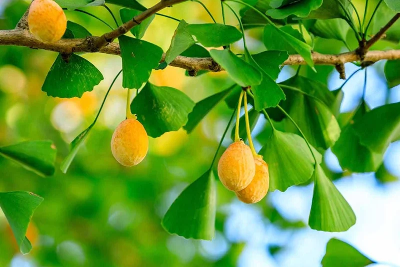 Ginkgo Biloba Tree Live Plant – Maidenhair Tree – Quart Pot – 6-12 inches Tall – Outdoor - Image 4