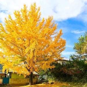 Ginkgo Biloba Tree Live Plant – Maidenhair Tree – Quart Pot – 6-12 inches Tall – Outdoor - Image 5