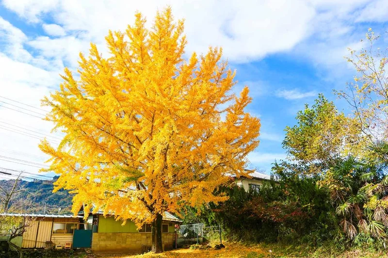 Ginkgo Biloba Tree Live Plant – Maidenhair Tree – Quart Pot – 6-12 inches Tall – Outdoor - Image 5