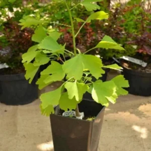 Ginkgo Biloba Tree Live Plant – Maidenhair Tree – Quart Pot – 6-12 inches Tall – Outdoor - Image 6