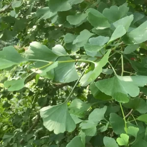 Ginkgo Biloba Tree Live Plant – Maidenhair Tree – Quart Pot – 6-12 inches Tall – Outdoor - Image 8