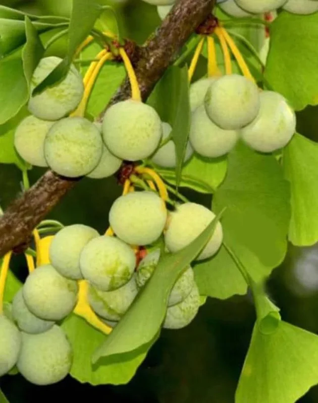 Ginkgo Biloba Tree Live Plant – Maidenhair Tree – Quart Pot – 6-12 inches Tall – Outdoor - Image 9