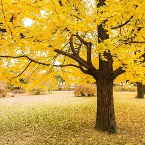 Ginkgo Biloba Tree Live Plant – Maidenhair Tree – Quart Pot – 6-12 inches Tall – Outdoor - Image 1