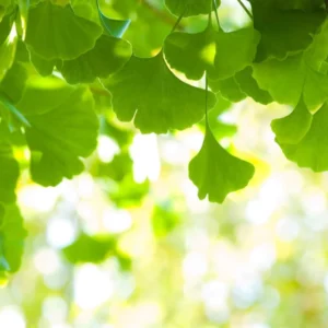 Ginkgo Tree Live Plant 8-12" Tall in 4 Inch Pot - Deciduous Outdoor - Image 2