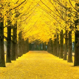 Ginkgo Tree Live Plant 8-12