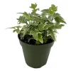 Glacier English Ivy Live Plant – Hedera Helix – 4 inch Pot – Indoor/Outdoor - Image 1