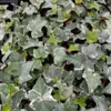 Glacier English Ivy Live Plant - Trailing & Climbing Houseplant - 4 inch Pot - Image 1