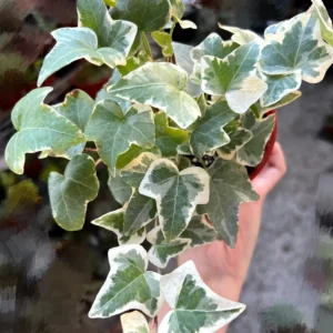 Glacier English Ivy Live Plant - Trailing & Climbing Houseplant - 4 inch Pot - Image 2