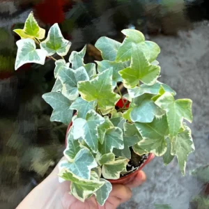 Glacier English Ivy Live Plant - Trailing & Climbing Houseplant - 4 inch Pot - Image 3