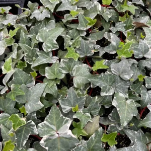 Glacier English Ivy Live Plant - Trailing & Climbing Houseplant - 4 inch Pot - Image 1