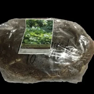 Glad Tidings Hosta Bareroot Plant - Golden Yellow Foliage, 16-18 inches, Zones 3-9 - Image 3