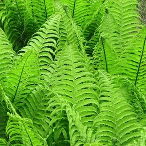 Glade Fern Live Plant - Athyrium Pycnocarpon - 3 Pack - Shade Garden - Image 3