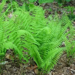 Glade Fern Live Plant - Athyrium Pycnocarpon - 3 Pack - Shade Garden - Image 1