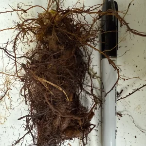 Glade Fern Live Plant - Athyrium Pycnocarpon - 3 Pack - Shade Garden - Image 6