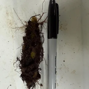 Glade Fern Live Plant - Athyrium Pycnocarpon - 3 Pack - Shade Garden - Image 7