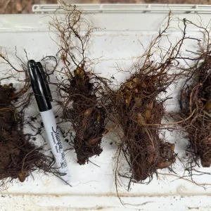 Glade Fern Live Plant - Athyrium Pycnocarpon - 3 Pack - Shade Garden - Image 8