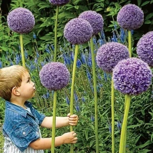 Gladiator Allium Bulbs - Giant Ornamental Flowering Onion - Fast Growing - Image 2