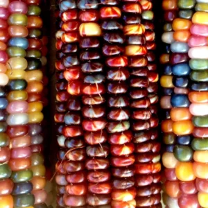 Glass Gem Corn Seeds - 500 Mix Pack - Organic, Multi-Color Vegetable Seeds for Outdoor Planting - Image 1