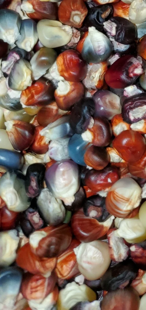 Glass Gem Corn Seeds - 500 Mix Pack - Organic, Multi-Color Vegetable Seeds for Outdoor Planting - Image 4