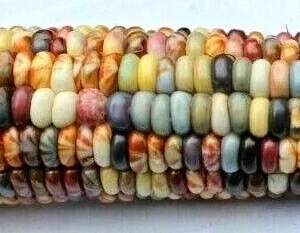 Glass Gem Corn Seeds - 500 Mix Pack - Organic, Multi-Color Vegetable Seeds for Outdoor Planting - Image 5