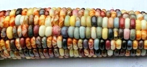 Glass Gem Corn Seeds - 500 Mix Pack - Organic, Multi-Color Vegetable Seeds for Outdoor Planting - Image 5