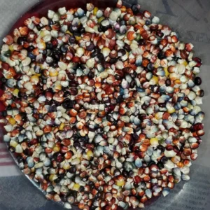 Glass Gem Corn Seeds - 500 Mix Pack - Organic, Multi-Color Vegetable Seeds for Outdoor Planting - Image 6