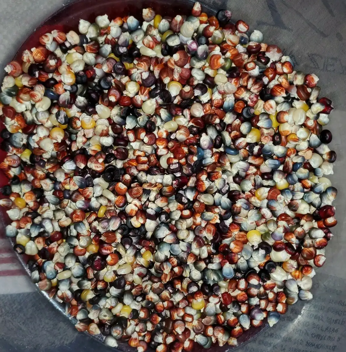 Glass Gem Corn Seeds - 500 Mix Pack - Organic, Multi-Color Vegetable Seeds for Outdoor Planting - Image 6