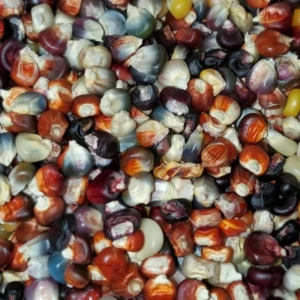Glass Gem Corn Seeds - 500 Mix Pack - Organic, Multi-Color Vegetable Seeds for Outdoor Planting - Image 7