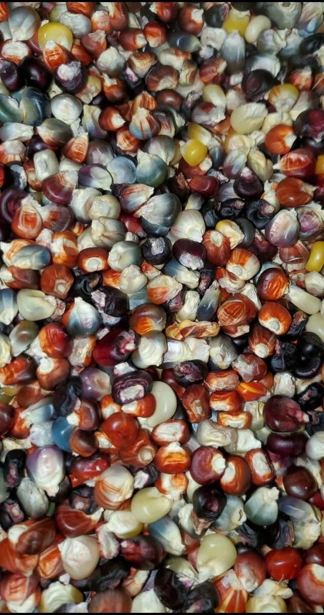 Glass Gem Corn Seeds - 500 Mix Pack - Organic, Multi-Color Vegetable Seeds for Outdoor Planting - Image 7