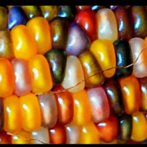 Glass Gem Corn Seeds - 500 Mix Pack - Organic, Multi-Color Vegetable Seeds for Outdoor Planting - Image 8