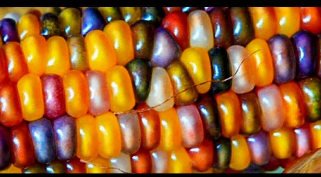Glass Gem Corn Seeds - 500 Mix Pack - Organic, Multi-Color Vegetable Seeds for Outdoor Planting - Image 8