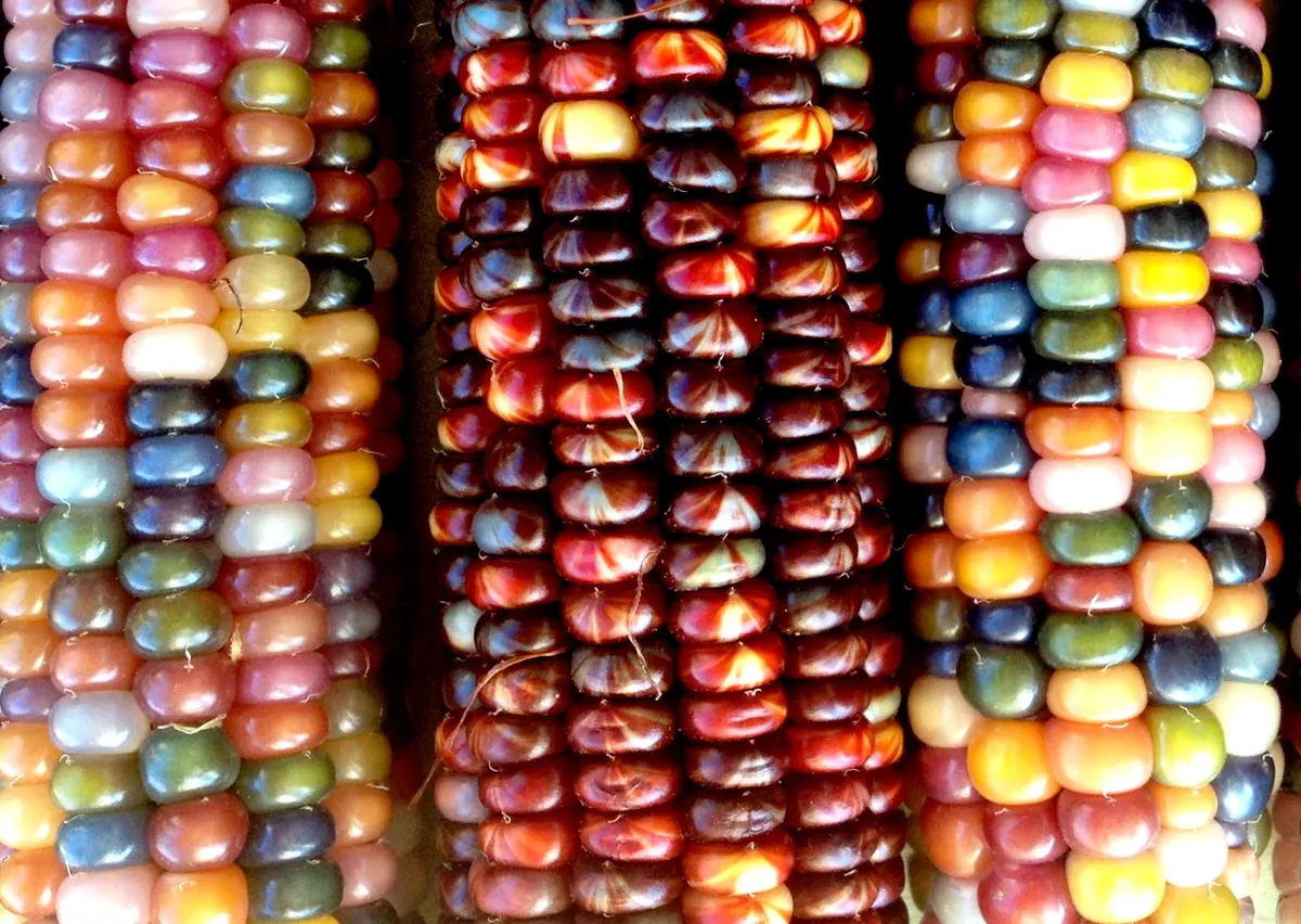 Glass Gem Corn Seeds - 500 Mix Pack - Organic, Multi-Color Vegetable Seeds for Outdoor Planting - Image 1