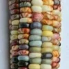 Glass Gem Heirloom Indian Corn Seeds - 100 Organic Non-GMO Rainbow Native Cherokee - Image 1