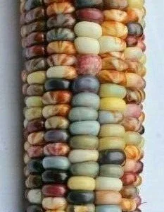 Glass Gem Heirloom Indian Corn Seeds - 100 Organic Non-GMO Rainbow Native Cherokee - Image 3
