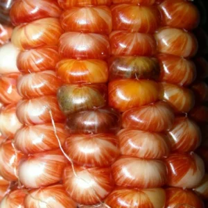 Glass Gem Heirloom Indian Corn Seeds - 100 Organic Non-GMO Rainbow Native Cherokee - Image 5