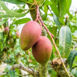 Glenn Grafted Mango Live Plant – Mangifera indica – 12-18" Tall – Sweet Yellow Mango Tree for Home Garden - Image 2