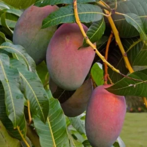 Glenn Grafted Mango Live Plant – Mangifera indica – 12-18