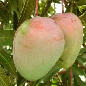 Glenn Grafted Mango Live Plant – Mangifera indica – 12-18