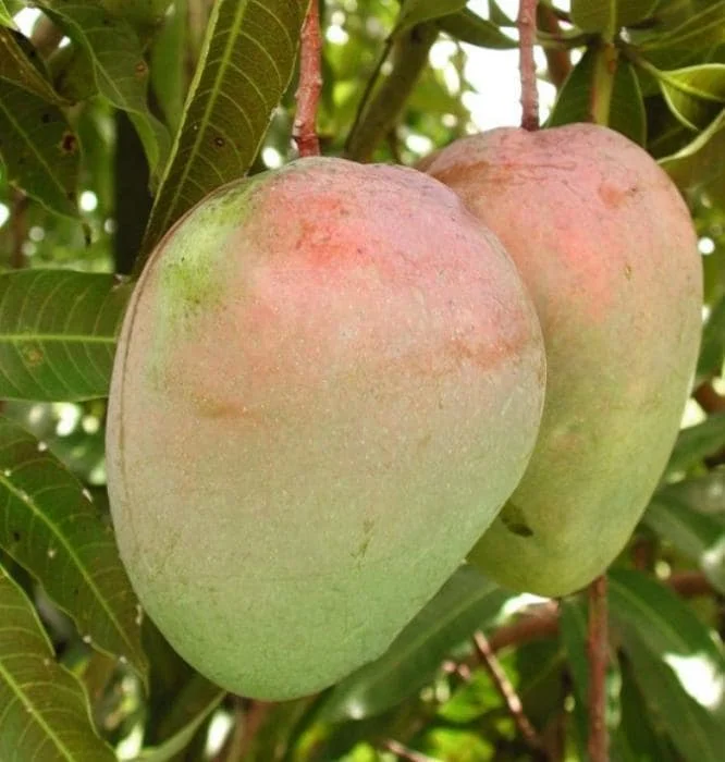 Glenn Grafted Mango Live Plant – Mangifera indica – 12-18" Tall – Sweet Yellow Mango Tree for Home Garden - Image 4