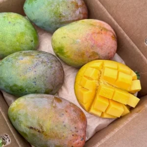 Glenn Grafted Mango Live Plant – Mangifera indica – 12-18