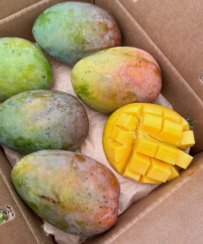 Glenn Grafted Mango Live Plant – Mangifera indica – 12-18" Tall – Sweet Yellow Mango Tree for Home Garden - Image 5