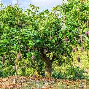 Glenn Grafted Mango Live Plant – Mangifera indica – 12-18