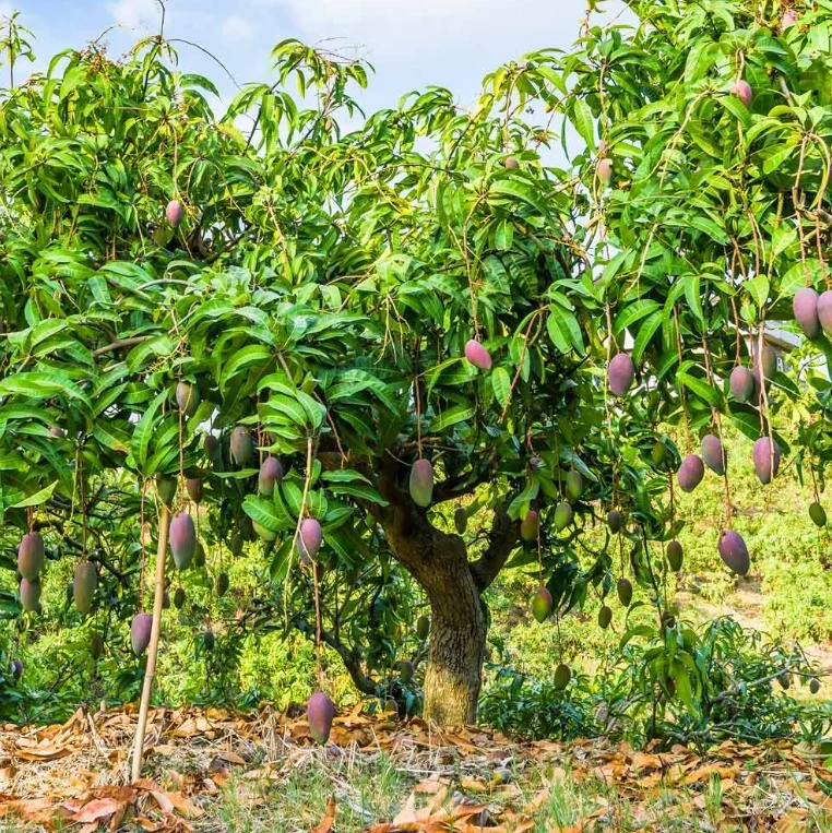 Glenn Grafted Mango Live Plant – Mangifera indica – 12-18" Tall – Sweet Yellow Mango Tree for Home Garden - Image 6