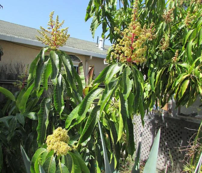 Glenn Grafted Mango Live Plant – Mangifera indica – 12-18" Tall – Sweet Yellow Mango Tree for Home Garden - Image 7