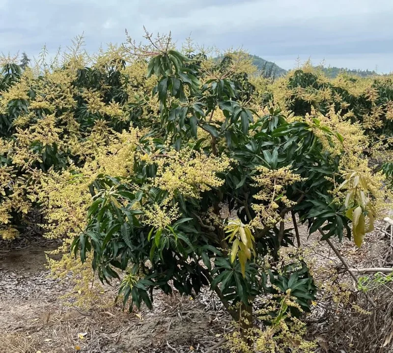 Glenn Grafted Mango Live Plant – Mangifera indica – 12-18" Tall – Sweet Yellow Mango Tree for Home Garden - Image 8