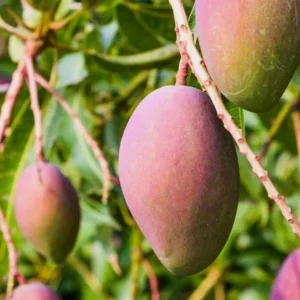 Glenn Grafted Mango Live Plant – Mangifera indica – 12-18" Tall – Sweet Yellow Mango Tree for Home Garden - Image 1