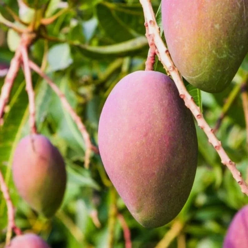 Glenn Grafted Mango Live Plant – Mangifera indica – 12-18" Tall – Sweet Yellow Mango Tree for Home Garden - Image 1